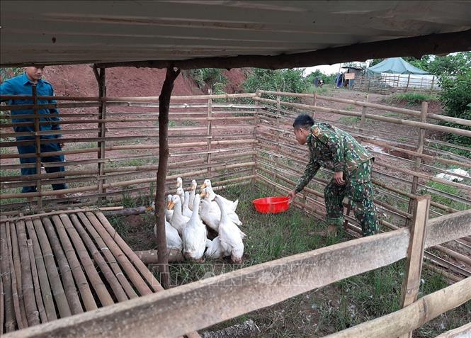 Trong ảnh: Chăn nuôi gia cầm tại chốt chặn phòng chống dịch Covid-19 của Đồn biên phòng A Pa Chải, xã Sín Thầu, huyện Mường Nhé, tỉnh Điện Biên.  Ảnh: Xuân Tiến- TTXVN 
