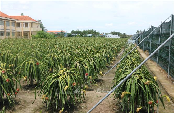Trong ảnh: Mô hình sản xuất thanh long theo hướng hữu cơ ở xã Thanh Phú Long (Châu Thành, Long An). Ảnh: Bùi Giang – TTXVN 