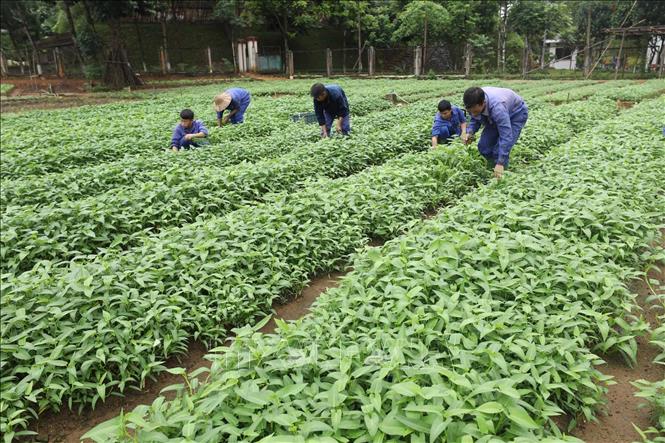 Trong ảnh: Các học viên cai nghiện chăm sóc rau xanh – một hình thức lao động trị liệu tại cơ sở. Ảnh: Anh Tuấn – TTXVN