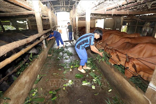Trong ảnh: Các học viên cai nghiện tại cơ sở chăn nuôi trâu, bò, vừa là hoạt động lao động trị liệu, vừa để cải thiện bữa ăn. Ảnh: Anh Tuấn – TTXVN