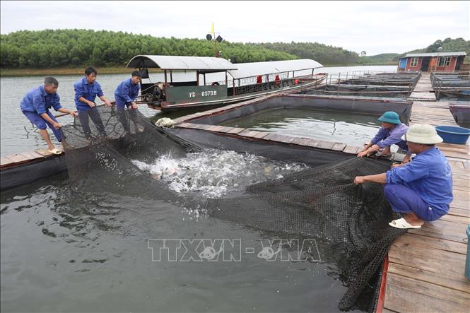Trong ảnh: Các học viên cai nghiện tại Cơ sở nuôi cá lồng bè trên hồ Thác Bà. Ảnh: Anh Tuấn – TTXVN