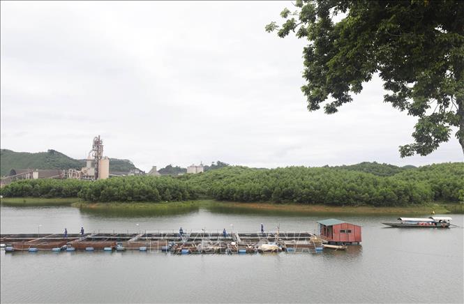 Trong ảnh: Các học viên cai nghiện tại Cơ sở nuôi cá lồng bè trên hồ Thác Bà. Ảnh: Anh Tuấn – TTXVN