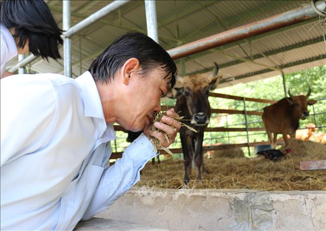 Trong ảnh: Kiểm tra thức ăn bổ sung cho đàn bò tót lai. Ảnh: Nguyễn Thành – TTXVN