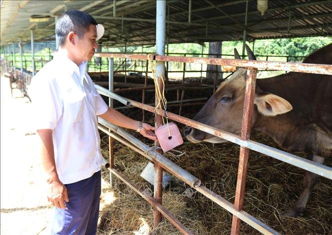 Trong ảnh: Bổ sung khoáng chất từ đá liếm cho đàn bò tót lai. Ảnh: Nguyễn Thành – TTXVN

