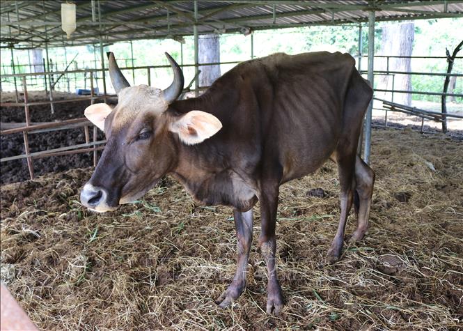 Trong ảnh: Bò tót lai phục vụ nghiên cứu khoa học gầy ốm vì không được chăm sóc đầy đủ dinh dưỡng. Ảnh: Nguyễn Thành – TTXVN