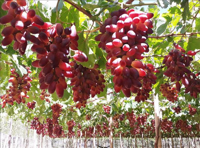 Trong ảnh: Vườn nho giống NH 01 – 152 chuẩn bị cho thu hoạch. Ảnh: Nguyễn Thành – TTXVN