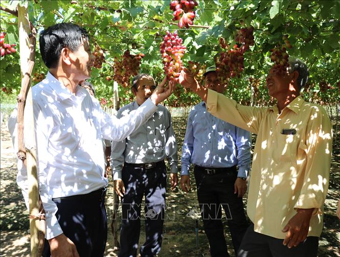 Trong ảnh: Giống NH 01 – 152 chất lượng cao đang được ngành nông nghiệp tỉnh Ninh Thuận triển khai trồng nhân rộng. Ảnh: Nguyễn Thành – TTXVN