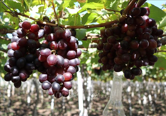 Trong ảnh: Giống nho Black Queen được trồng tại xã Vĩnh Hải (huyện Ninh Hải, Ninh Thuận). Ảnh: Nguyễn Thành – TTXVN