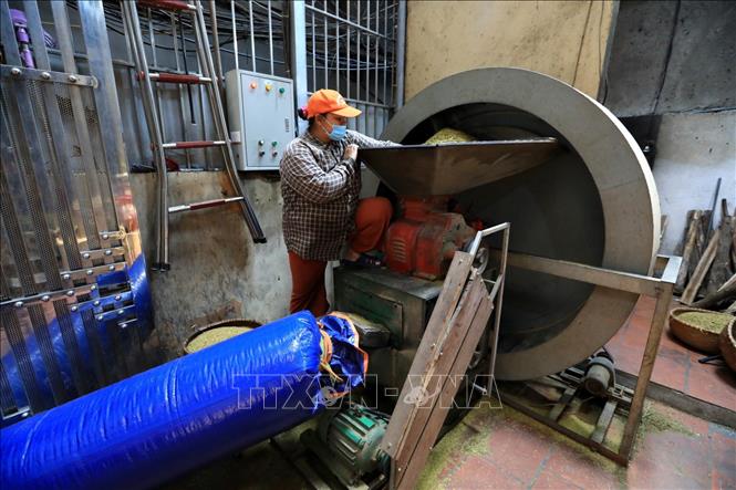 Trong ảnh: Khi tuốt xong, những hạt lúa được cho lên chảo rang to lửa, đảo đều bằng tay để lúa không cháy, đến độ hạt thóc bắt nhiệt chuyển dạng đông sữa quằn lại là được. Có máy gắn động cơ để đảo cốm nhưng người trông bếp vẫn thường xuyên phải để ý đến bếp lò và điều chỉnh nhiệt độ bếp sao cho lửa đều và không được để nhiệt độ quá cao khi mẻ rang sắp được. Ảnh: Thành Đạt - TTXVN