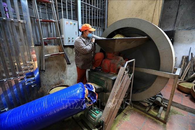 Photo: If your visit to Hanoi during the green sticky rice making season, you can go to Vong village where you will have a chance to see the process of making the sticky rice. VNA Photo: Thành Đạt