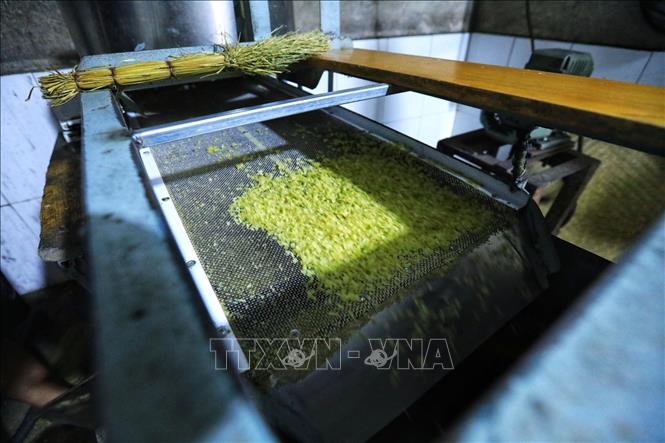 Photo: Then, the young rice is removed from the mortar and winnowed before being poured again into the mortar and the process repeated. VNA Photo: Thành Đạt