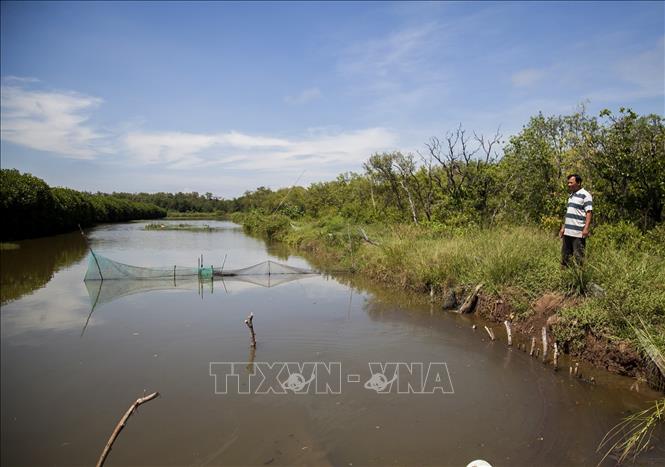 Trong ảnh: Đầm nuôi thủy sản dưới tán rừng phòng hộ của gia đình ông Nguyễn Văn A, ngụ ấp Cây Trôm, xã Lình Huỳnh. Ảnh: Hồng Đạt - TTXVN
