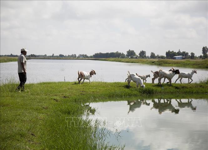 Trong ảnh: Đàn dê của gia đình ông Nguyễn Văn Cộng được chăn thả trên bờ bao dưới tán rừng phòng hộ. Ảnh: Hồng Đạt - TTXVN

