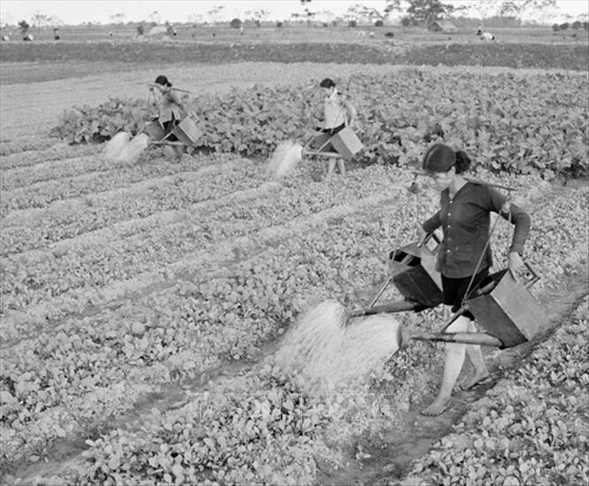 Ở nông thôn, phong trào chăm bón đồng ruộng, tăng năng suất, sản lượng, thi đua bán nhiều lương thực, thực phẩm cho Nhà nước được nông dân đẩy mạnh. Trong ảnh: Vụ Đông năm 1970, để có nhiều rau cung cấp cho thành phố, hợp tác xã Thúy Lĩnh, huyện Thanh Trì (Hà Nội) đẩy mạnh thâm canh làm thủy lợi, chủ động tưới nước cho rau, nhờ vậy năng suất tăng gấp 5 lần năm 1965. Ảnh: Cảnh Khanh – TTXVN
