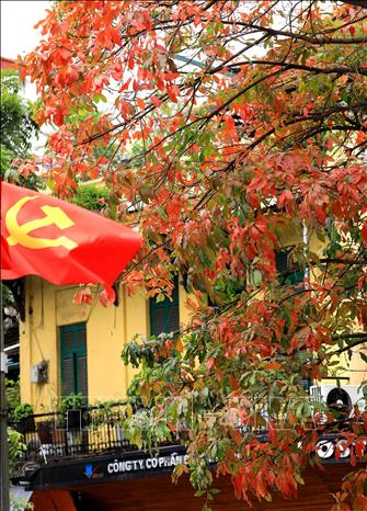 Trong ảnh: Hà Nội đẹp ngỡ ngàng mùa thay lá. Ảnh: Nhật Anh - TTXVN
