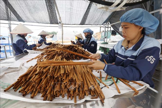 Trong ảnh: Cty TNHH Hương gia vị Sơn Hà 100% vốn nước ngoài tại Văn Yên mỗi năm chế biến gần 3.000 tấn hàng hóa từ quế với trên 200 sản phẩm: Quế điếu, quế nghiền, quế cắt, quế tấm, nước quế… và các loại hương liệu đã được xuất khẩu sang các nước EU và Mỹ. Ảnh: Anh Tuấn – TTXVN