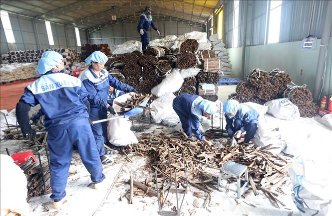 Trong ảnh: Cty TNHH Hương gia vị Sơn Hà 100% vốn nước ngoài tại Văn Yên mỗi năm chế biến gần 3.000 tấn hàng hóa từ quế với trên 200 sản phẩm: Quế điếu, quế nghiền, quế cắt, quế tấm, nước quế… và các loại hương liệu đã được xuất khẩu sang các nước EU và Mỹ. Ảnh: Anh Tuấn – TTXVN
