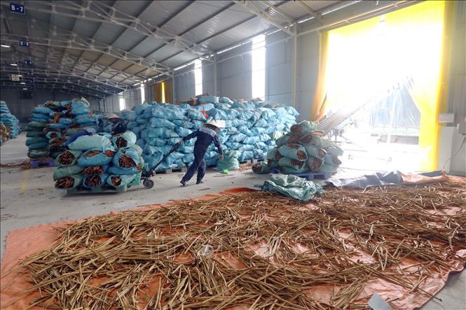 Trong ảnh: Cty TNHH Hương gia vị Sơn Hà 100% vốn nước ngoài tại Văn Yên mỗi năm chế biến gần 3.000 tấn hàng hóa từ quế với trên 200 sản phẩm: Quế điếu, quế nghiền, quế cắt, quế tấm, nước quế… và các loại hương liệu đã được xuất khẩu sang các nước EU và Mỹ. Ảnh: Anh Tuấn – TTXVN