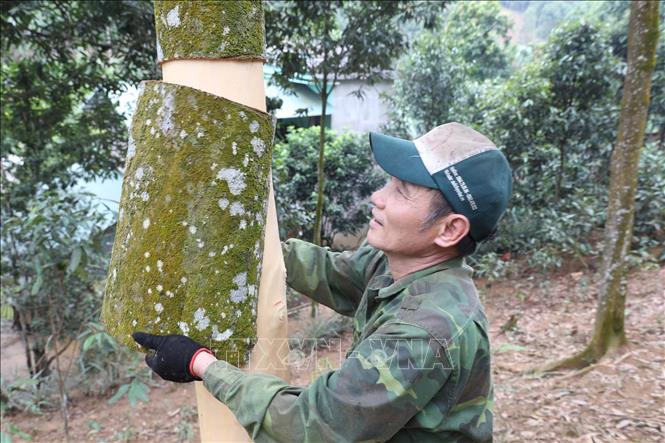 Trong ảnh: Ông Lê Xuân Thành, thôn Khe Dứa, xã Viễn Sơn, huyện Văn Yên bóc vỏ quế tại đồi quế của gia đình. Ảnh: Anh Tuấn – TTXVN