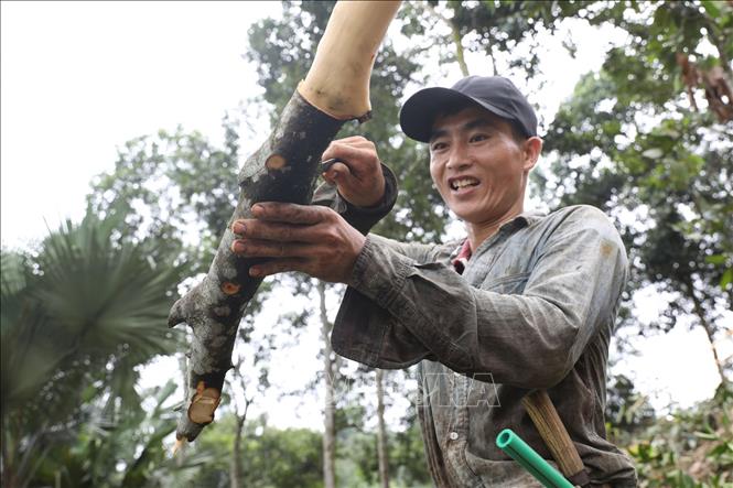Trong ảnh: Thu hoạch quế tại đồi quế của gia đình ông Lê Xuân Thành, thôn Khe Dứa, xã Viễn Sơn, huyện Văn Yên, với diện tích gần 4 ha, mỗi năm gia đình ông chỉ tỉa cũng thu được 40 triệu đồng. Ảnh: Anh Tuấn – TTXVN
