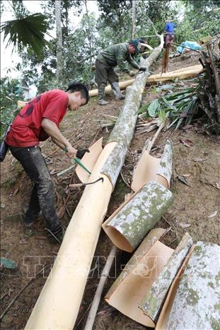 Trong ảnh: Thu hoạch quế tại đồi quế của gia đình ông Lê Xuân Thành, thôn Khe Dứa, xã Viễn Sơn, huyện Văn Yên, với diện tích gần 4 ha, mỗi năm gia đình ông chỉ tỉa cũng thu được 40 triệu đồng. Ảnh: Anh Tuấn – TTXVN