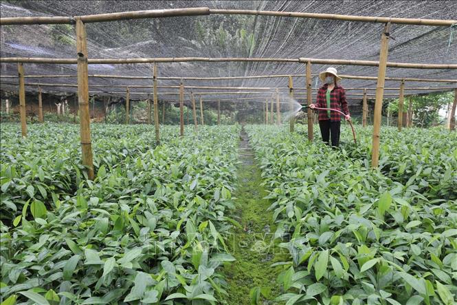 Trong ảnh: Chăm sóc quế giống tại cơ sở sản xuất hộ gia đình San Thục, thôn Khe Dứa, xã Viễn Sơn, huyện Văn Yên, mỗi năm cơ sở sản xuất 100 vạn cây quế giống, cùng với việc thu hoạch vỏ quế hơn 5 ha của nhà, hộ gia đình thu được gần 60 triệu đồng. Ảnh: Anh Tuấn – TTXVN