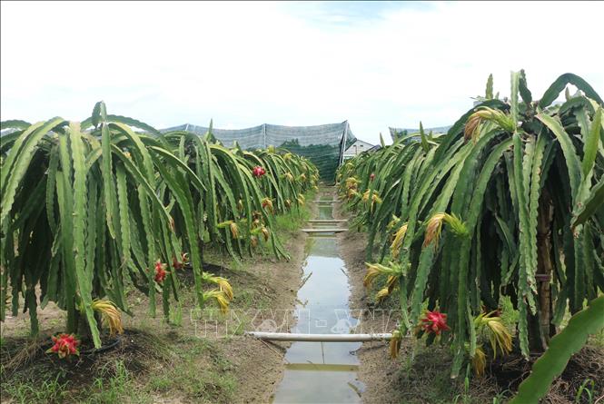 Photo: A plantation of organic dragon fruits for exports in the southern province of Long An. VNA Photo: Bùi Giang
