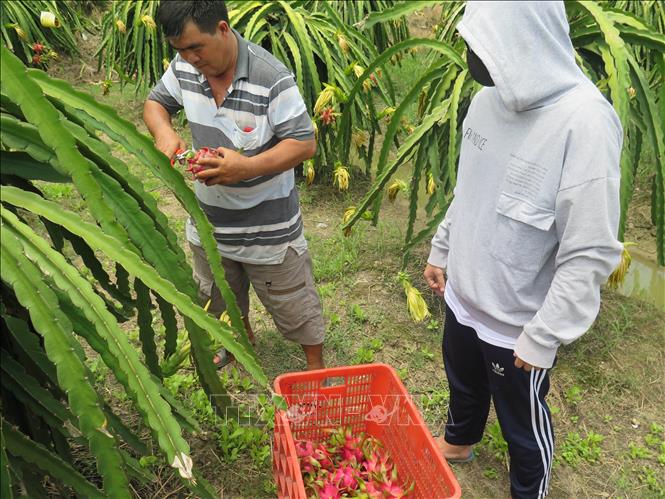 Photo: A plantation of organic dragon fruits for exports in the southern province of Long An. VNA Photo: Minh Hưng
