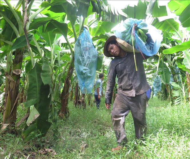 Photo: Harvesting bananas for exports in the central province of Quang Ngai. VNA Photo: Ngọc Phước