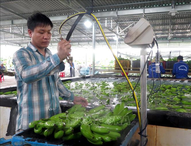 Photo: Pre-processing bananas for exports in the central province of Quang Ngai. VNA Photo: Ngọc Phước