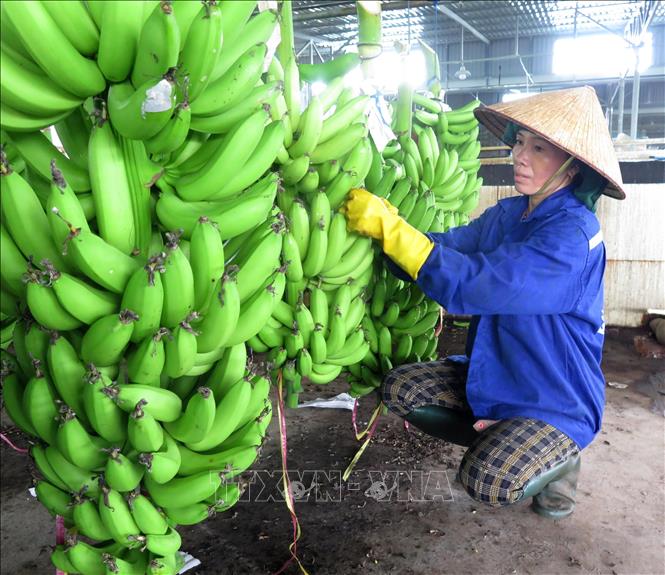 Photo: Pre-processing bananas for exports in the central province of Quang Ngai. VNA Photo: Ngọc Phước
