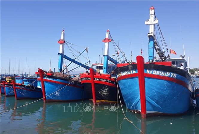 Trong ảnh: Tàu đánh bắt xa bờ neo đậu tại cảng cá Ninh Chữ (huyện Ninh Hải, Ninh Thuận). Ảnh: Nguyễn Thành – TTXVN