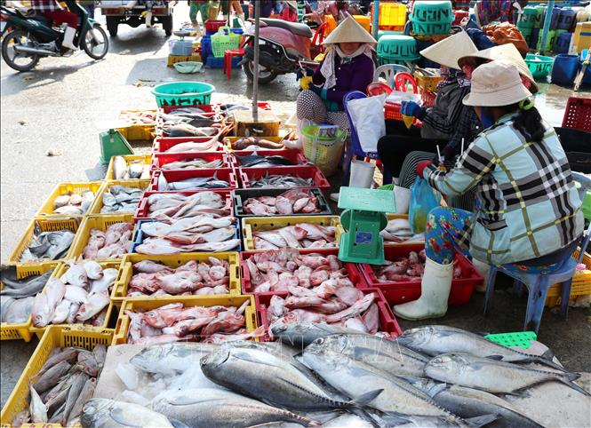 Trong ảnh: Các loại cá biển được bày bán tại cảng cá Đông Hải (thành phố Phan Rang – Tháp Chàm, Ninh Thuận). Ảnh: Nguyễn Thành – TTXVN