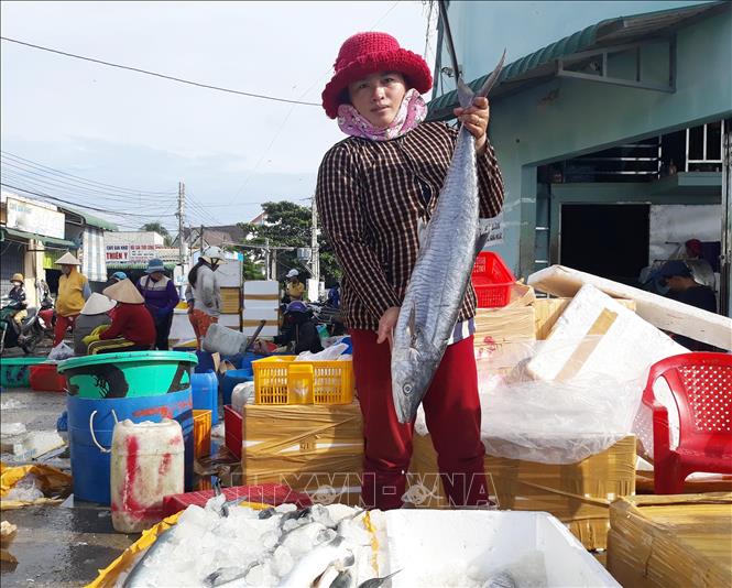 Trong ảnh: Ngư dân phân loại cá biển để đưa đi tiêu thụ tại cảng cá Đông Hải (thành phố Phan Rang – Tháp Chàm, Ninh Thuận). Ảnh: Nguyễn Thành – TTXVN