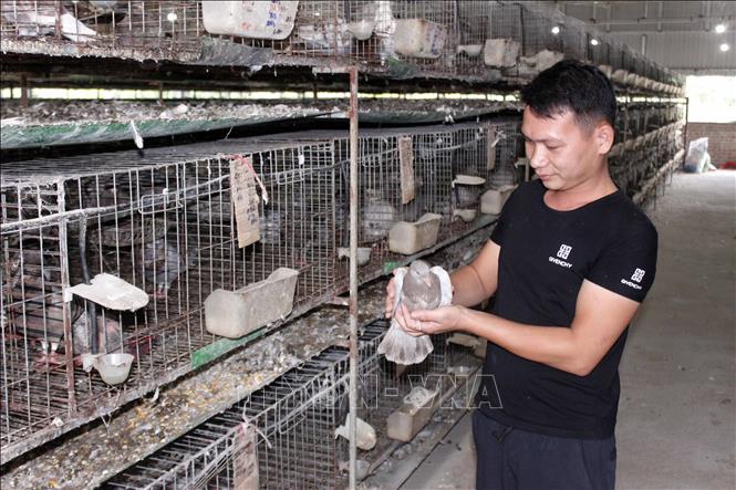Trong ảnh: Anh Bùi Văn Tuấn chăm sóc chim bồ câu Pháp. Ảnh: Phạm Kiên - TTXVN