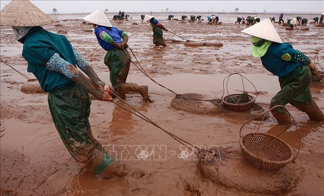 Hiện nay, lao động nữ chiếm tỉ lệ gần 50% lực lượng lao động xã hội. Trong ảnh: Lao động nữ làm nghề cào ngao ở Hải Phòng. Ảnh: Lâm Khánh - TTXVN
