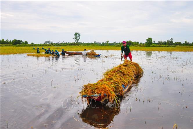 Trong ảnh: Lúa sau khi thu hoạch được vận chuyển vào những nơi cao ráo hơn để chờ tuốt. Ảnh: Phong Phú - TTXVN