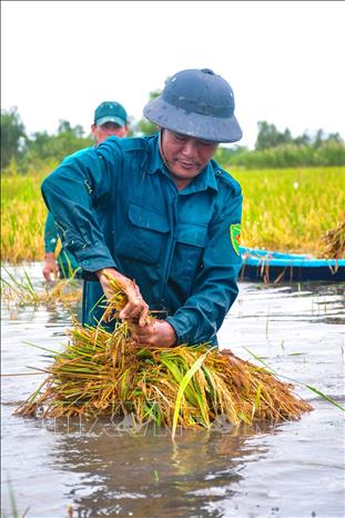 Trong ảnh: Lực lượng dân quân tự vệ giúp dân thu hoạch lúa bị ngập. Ảnh: Huỳnh Anh - TTXVN