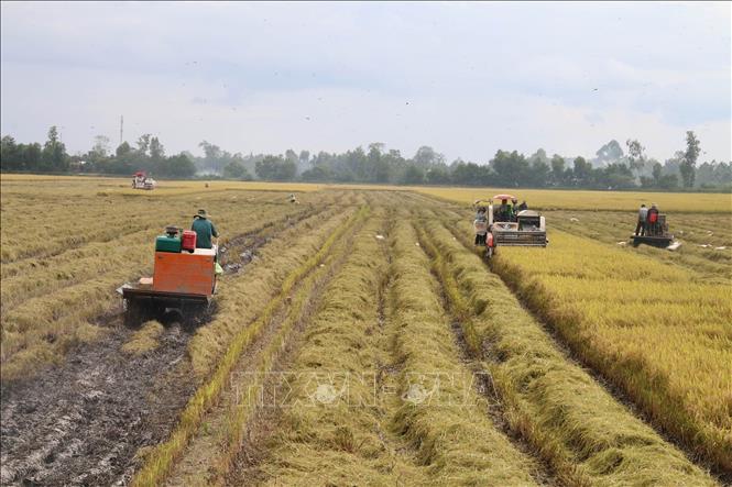 Thu hoạch vụ Hè Thu bằng cơ giới ở Hợp tác xã nông nghiệp Mỹ Thành Nam. Ảnh: Minh Trí - TTXVN
