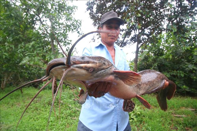 Trong ảnh: Ông Thành và con cá trê hơn 8 kg. Ảnh: Duy Khương - TTXVN