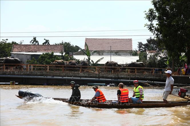 Trong ảnh: Gia súc được người dân di chuyển lên cầu để tránh lũ tại huyện Lệ Thủy. Ảnh: Thành Đạt - TTXVN 
