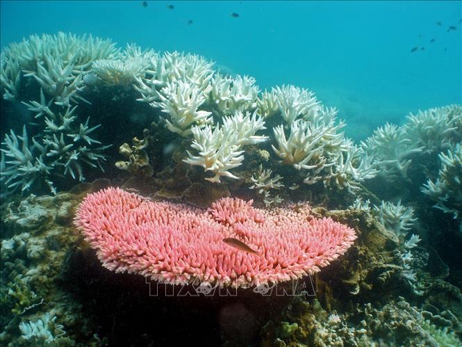 Trong ảnh: Rạn san hô Great Barrier Reef của Australia bị xuống cấp kể từ năm 2009 do hậu quả của các cơn lốc xoáy, lũ lụt, ô nhiễm. UNESCO nhấn mạnh rằng các rạn san hô tại Australia có thể bị liệt vào danh sách những di sản thiên nhiên thế giới bên bờ vực nguy hiểm, nếu Chính phủ nước này không kịp thời bổ sung các biện pháp nhằm tăng cường bảo vệ. Ảnh: AFP/TTXVN