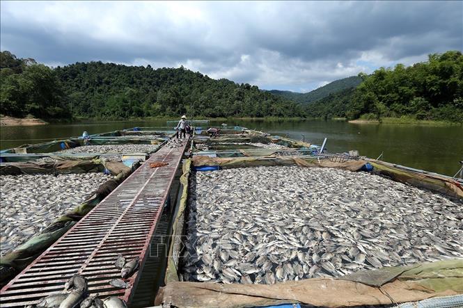 Trong ảnh: Cá chết hàng loạt khiến người dân bị thiệt hại nặng. Ảnh: Phan Tuấn Anh - TTXVN