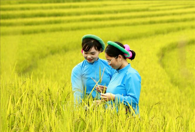 Trong ảnh: Mùa lúa vàng vùng cao Đại Dực. Ảnh: TTXVN phát