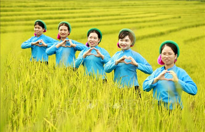 Trong ảnh: Phụ nữ người dân tộc Sán Chỉ trải nghiệm mùa vàng vùng cao tại ruộng bậc thang. Ảnh: TTXVN phát