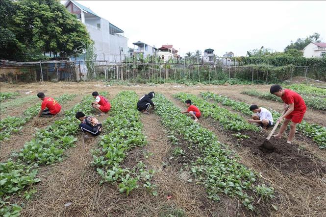 Trong ảnh: Các em chăm sóc rau tại Trung tâm Bảo trợ xã hội tỉnh Điện Biên. Ảnh: Anh Tuấn – TTXVN