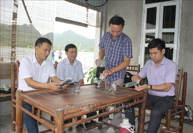 Nuôi sản xuất thành công tảo xoắn tại Bình Sơn
