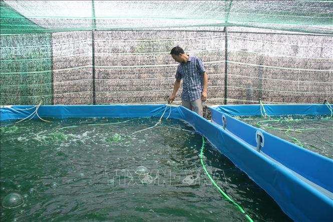 Nuôi tảo xoắn  quy trình công nghệ khép kín hiện đại tại Đại Việt