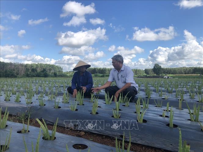 Trong ảnh: Ông Thân Xuân Động (phải), Phó Chủ tịch Hội nông dân huyện Châu Đức, tham quan mô hình trồng cây nha đam của ông Bùi Minh Hải (xã Bình Ba). Ảnh: Hoàng Nhị - TTXVN