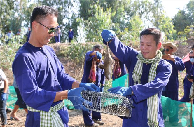 Trong ảnh: Các du khách trải nghiệm dỡ chà bắt chuột và săn chuột đồng tại Vườn Quốc gia Tràm Chim (huyện Tam Nông, Đồng Tháp). Ảnh: Chương Đài - TTXVN